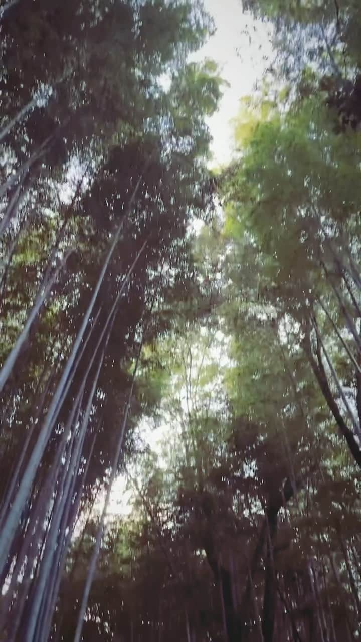 わちみなみのインスタグラム：「🌿  #竹林」