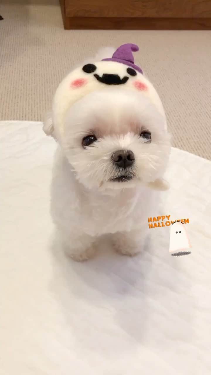 のインスタグラム：「…🐶🎃HappyHalloween🍭🍬 . . 🐶🎃🍬🍫🍪🍭👻 . ぬぼ～っとした おかゆ🤣 . . #ハロウィン  #ハッピーハロウィン  #halloween  . . #maltese #maltesepuppy #malteselovers #malteselife  #puppy #puppyoftheday #puppylife  #パピー #子犬 #子犬のいる暮らし #こいぬ #こいぬのいる暮らし #okayusan  #エブリドッグ #こいぬすたぐらむ #PECO #happydog #dogstagram #doglover #doglife  #マルチーズ #マルチーズパピー #マルチーズインスタグラム #cutedog #instadog  #マルチーズ部  . .」