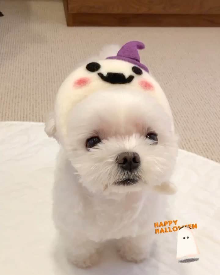 のインスタグラム：「…HAPPY HALLOWEEN👻🎃💕 . . . おかゆのぬぼーっとした顔🐶😆 . . #ハロウィン #ハッピーハロウィン  #halloween  #maltese #maltesepuppy #malteselovers #malteselife  #puppy #puppyoftheday #puppylife  #パピー #子犬 #子犬のいる暮らし #こいぬ #こいぬのいる暮らし #okayusan  #エブリドッグ #こいぬすたぐらむ #PECO #happydog #dogstagram #doglover #doglife  #マルチーズ #マルチーズパピー #マルチーズインスタグラム #cutedog #instadog  #マルチーズ部  . .」