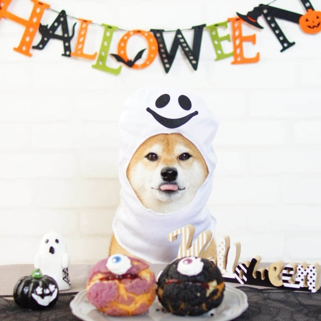 柴犬 ゆりのインスタグラム：「2021.10.31 トリック・オア・トリート🎃  お化けメロンパンでおうちハロウィン👻  #ハロウィン #halloween #犬 #柴犬 #dog #dogstagram #shibainu #shibastagram #bestjapanpics #japan_daytime_view #tokyocameraclub #team_jp_ #instagramjapan #igersjp #ペティオハロウィン @petio_ #ビューティープロコンテスト @beautypro_contest #うちの子ハロウィン @animalabo_official」