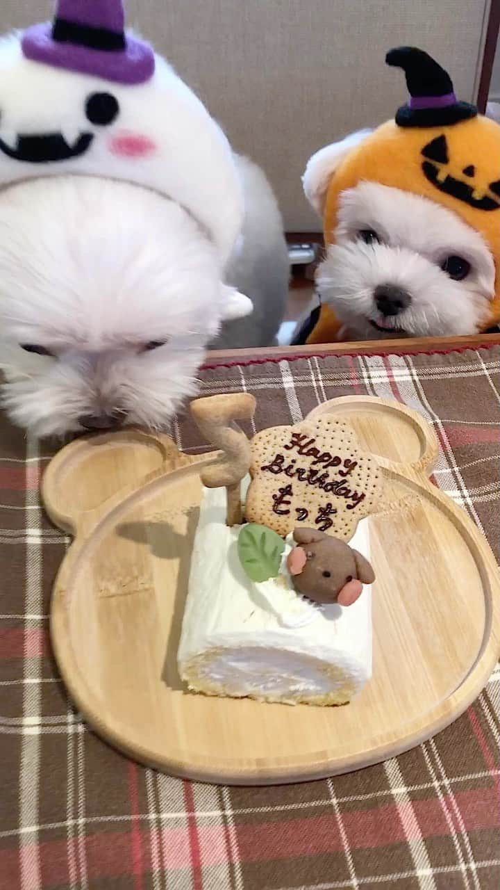 マルチーズ兄妹♡おかゆとおもちのインスタグラム：「…🐶🎂🐶👻🎃💕 . . もっち5才のお誕生日💕🎂🎉やら、ハロウィンやら👻🎃💕😂😄😆 . みなさんからのもっち5才のお誕生日コメントありがとうございます🙇💕 もっちにも伝えますね～😊➡️🐶 . . #お誕生日おめでとう  #５才  #ハロウィン #ハッピーハロウィン  . #maltese #maltesepuppy #malteselovers #malteselife  #puppy #puppyoftheday #puppylife  #パピー #子犬 #子犬のいる暮らし #こいぬ #こいぬのいる暮らし #okayusan  #エブリドッグ #こいぬすたぐらむ #PECO #happydog #dogstagram #doglover #doglife  #マルチーズ #マルチーズパピー #マルチーズインスタグラム #cutedog #instadog  #マルチーズ部  . . .」