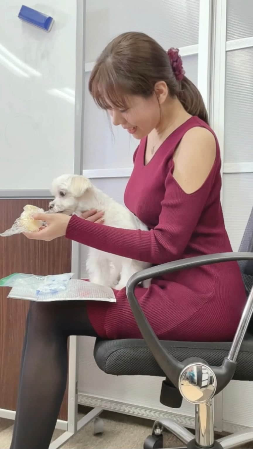 本田裕子のインスタグラム：「今日の真凛塾の講義が終わって、 まりんにリンゴを🍎🐶 . まりんは今日も大人しく自由に いてくれました❤︎😄 . 時々遠くから真剣に聞いていたり、 気持ち良さそうに寝ていたワン🐕 . 今日も一日お疲れさまでした☺️ . . 以上…たわいもない投稿でした（＾∇＾） （小学生かw） . . 明日から11月だね🍁 . . . … #愛娘まりん #まるちーず大好き #まるちーず大好き部 #まるちーず普及委員会 #まるちーずLOVE #わんこのいる生活 #たわいもない #今日の親子 #小学生か #今日も有難い一日 #本田裕子」