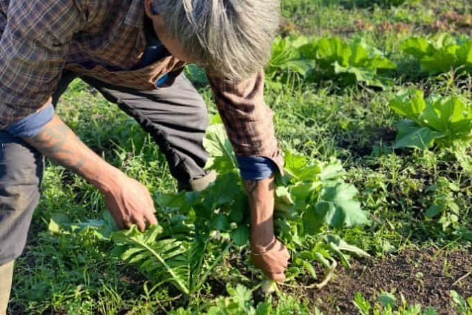 吉川ひなのさんのインスタグラム写真 - (吉川ひなのInstagram)「わたしのオンラインサロン　『ひなのマルシェ』第一期メンバー募集中です♡  内容はこの間の投稿に書いたので、今日はひなのマルシェでやっていきたいなと思っていることのひとつを♡  メンバーを募集させていただいてるクラウドファンディングのページで今日紹介した油井さんは、土のことを深く研究していて、農薬や化学肥料だけでなく、牛や鶏などの糞、動物性資材も使用しない無施肥栽培で、畑の雑草と微生物で土を豊かにしていきながら野菜を育てている知識豊富で本当に素敵なファーマーさん☺️✨  わたしは油井さんの弟子にしてもらいたいと思っているの😝💕 野菜もお花も木も、何を育てるにも土が命だもんね。  ひなのマルシェのメンバーさんとは、みんなで一緒に農体験や家庭菜園をする機会を作りたいと思っているの😊 （画面越しならいつでも一瞬で繋がれるもんね♡）  油井さんにはオンラインサロンで家庭菜園クラスの講師になってもらっちゃおうと思っています😆 オーガニック野菜の育て方を追求している油井さんに、家庭菜園のコツや土のことなどなどを教えてもらえたり、相談できたらすごく心強いと思って✨ （家の中やベランダで、ポットでできるハーブやお野菜の育て方も♡）  オーガニックなプロフェッショナルたちに色々教えてもらって、みんなで一緒に学んでいこう😆♥️  詳しくはキャンプファイヤー、『ひなのマルシェ』プロジェクトのページを見てね♥️  素敵なメンバーはその中の「活動報告」で紹介していきます🥳  わたしのプロフィールかストーリーズから飛べるようにしています😊  https://camp-fire.jp/projects/view/518462#menu  #ひなのマルシェ #オーガニック #クリアな野菜 #ファーミング #家庭菜園クラス  ひなのマルシェのゆかいな仲間たち🪴 油井さん　@takashi_yui 土屋さん　@komikomiku」11月1日 12時32分 - hinanoyoshikawa