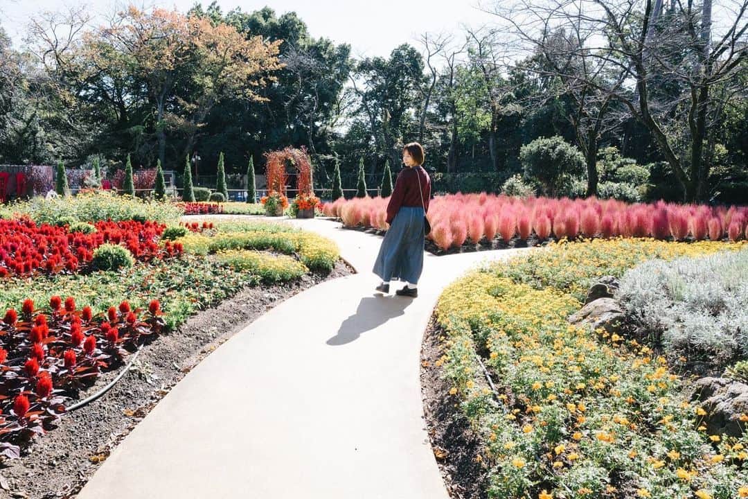 真奈さんのインスタグラム写真 - (真奈Instagram)「ハロウィン仕様な 植物たちに囲まれて 幸せいっぱいな私🌼  有り難うことちゃん♡︎  #happyhalloween  #お花　#葉っぱ　#🎃」11月1日 11時21分 - manatmnt0116