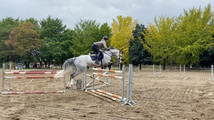 ジュディ舞衣のインスタグラム：「Baby boy Gigi is doing super in Japan🦄💕 Thank you to the most amazing husband to be for getting him to where he is and working with him every day when I cannot🙏🥰  ジジくん日本好きみたいです🇯🇵 スーパーグッドボーイ👏 もっと乗れるよう頑張ろ🤩」