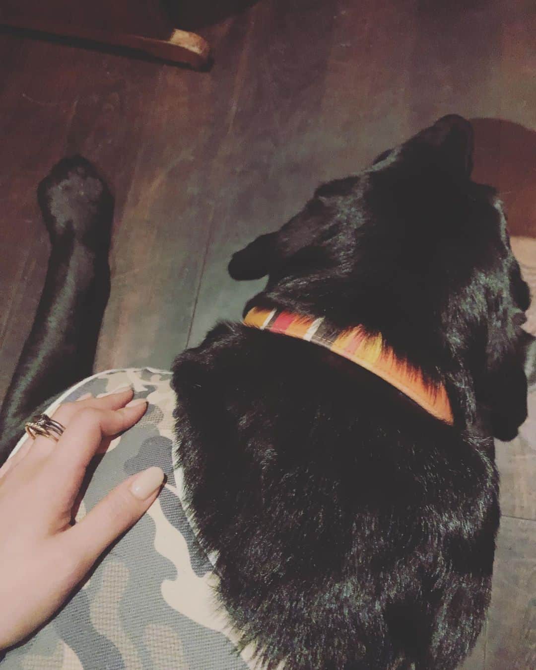 瀧本美織のインスタグラム：「🐶 ずっと離れないワンちゃんが可愛い。 癒しをありがとうね♡   #黒ラブ くん」