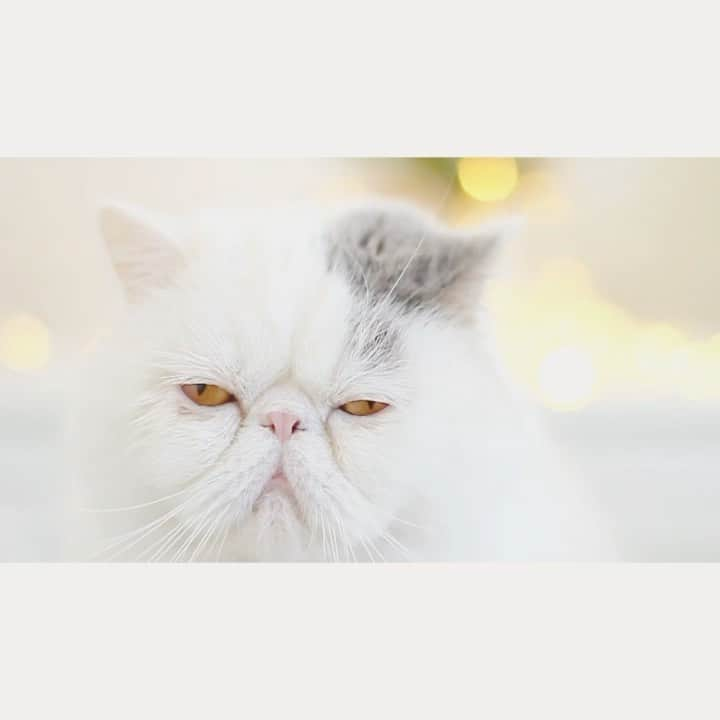 annie&pADdinGtoNのインスタグラム：「Some people like to put up Christmas decorations as early as the 1st of November, Harold is not one of them.. #thegrinchwhostolechristmas #haroldsaysno #harold #exoticshorthair #lambington #sharpei #cat #idpet #idpetcrew #catsofinstagram #dog #dogsofinstagram #catvideo #christmas #grumpycat #instagood #weeklyfluff #sharpeisofinstagram #exoticshorthaircats #instadaily #silly #november #doglover #catlife #ilovemycat music credit: Holiday Weasel by Kevin MacLeod incompetech.com. Adorable personalised neckerchiefs, stockings and dog toy can be found @idpetaustralia 👉🏻 discount LAMBYBUTLER10」