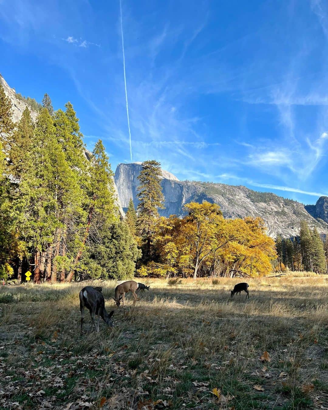 植田夢月のインスタグラム：「Every year I'm touched by how everything from grass to sky turns its color in autumn. ⁡ >>>SWIPE to see the movie of mule deer🦌 ⁡ #yosemite #yosemitenationalpark #yosemite_national_park #yosemitevalley #yosemitenps #halfdome #yosemitenp #yosemitepark #yosemitefallcolors #muledeer」