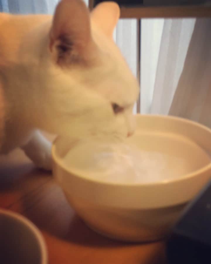 岡田屋鉄蔵のインスタグラム：「ちゃんと飲めてる？ってなる」