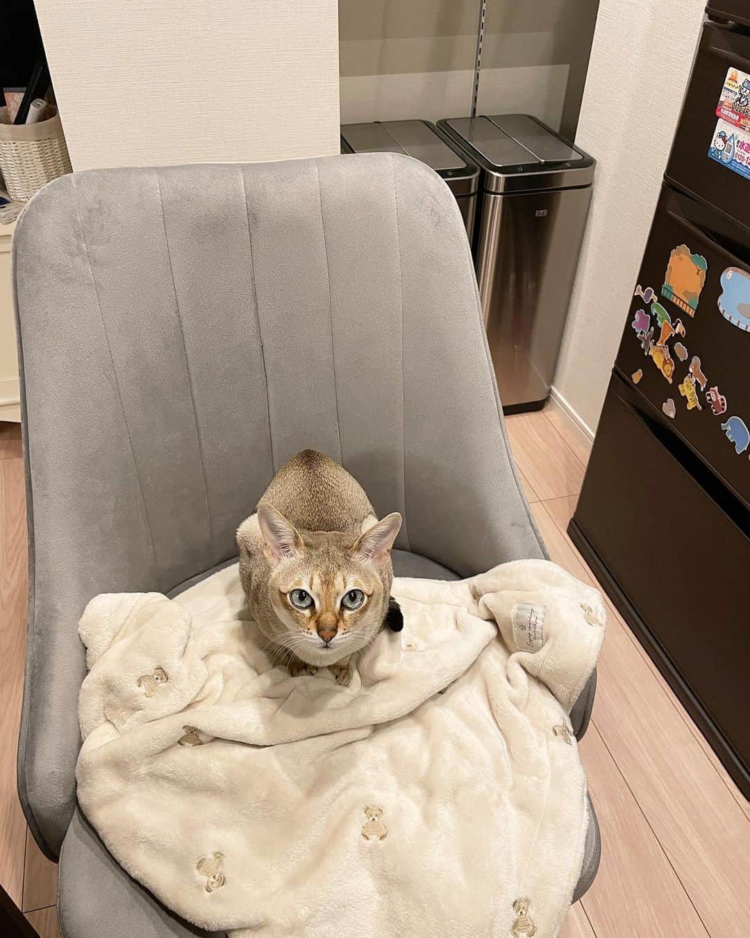 モルト♡Malt(Singapuracat)のインスタグラム：「ママが料理している間そばに置いてる椅子で待ってるモルちゃん🐱👱🏻‍♀️🍳 7歳になっても甘えん坊の寂しがりやさんだよ💙」