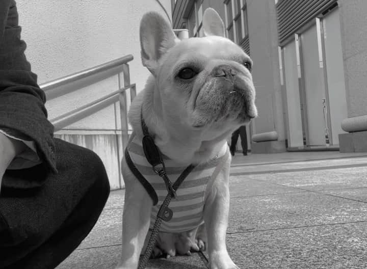 Ham-chanのインスタグラム：「#frenchbulldog #frenchies #hamham #hamchan #フレブル #フレンチブルドッグ #はむちゃん #はむはむ  お散歩終了🐶💦」