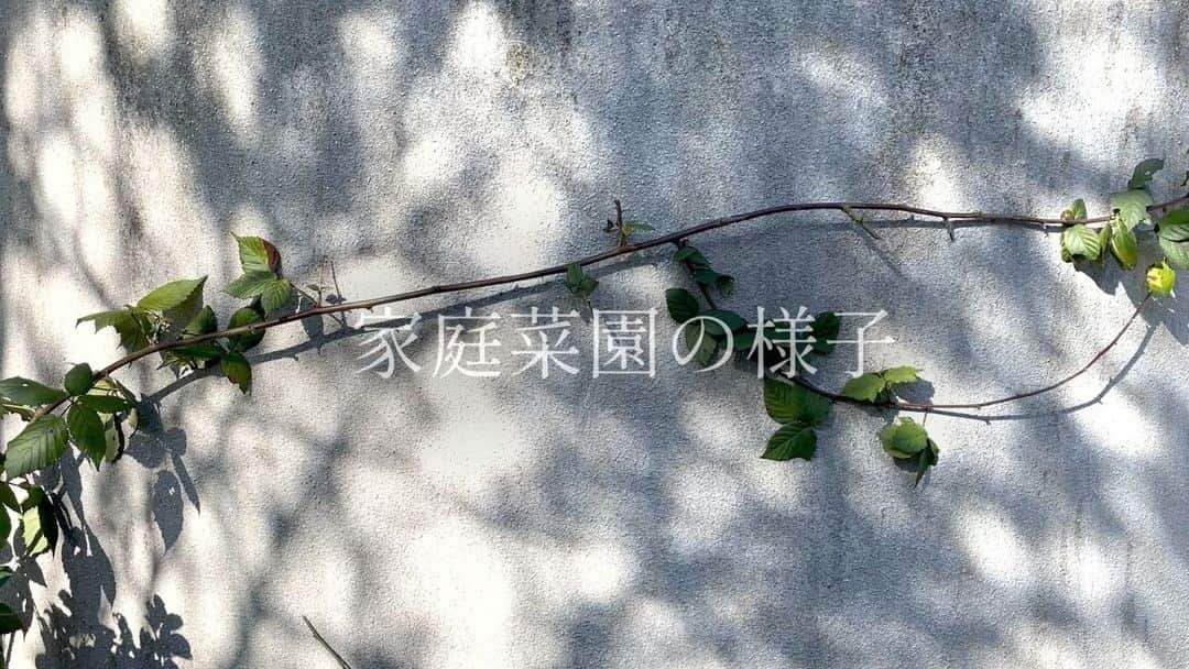 Chinamiのインスタグラム：「The growing vegetable will give me some peace of mind... #homevegetablegarden  家庭菜園の様子🌿  #野菜  #暮らしを愉しむ  #家庭菜園」