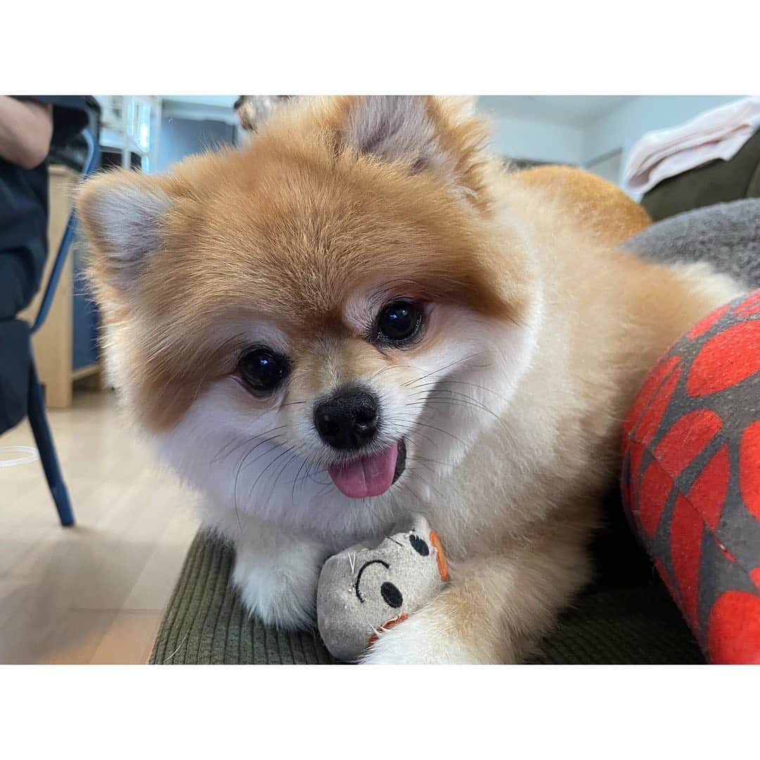 吉谷彩子さんのインスタグラム写真 - (吉谷彩子Instagram)「今日でコンタくん 四歳になりました🐶  大きく健康に育ってくれてお母さんは嬉しいよ☺️  赤ちゃんの頃からアンパンマンのお手玉を肌身離さず大切にしているコンタくん！  そして今夜、アバランチゲストでお邪魔させてもらいましたので、 お時間ある方はぜひ〜！」11月1日 18時54分 - ayako_yoshitani