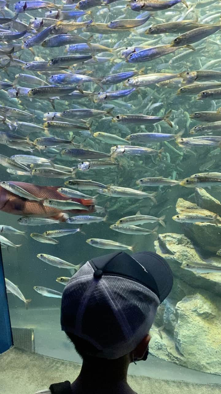 渡辺佳子のインスタグラム：「昨日はサンシャイン水族館へ行ってきました。 コンパクトだけど、見応えのある展示で とても楽しかったです。  #イワシの群れ #サンシャイン水族館 #毒ガエル可愛かった #イソギンチャクや #蘭の花 #魚と一緒に展示のすべてに #見応えありました」