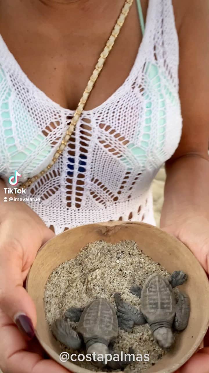 のインスタグラム：「Baby Turtle Release!♥️ 🐢 @costapalmas  Thank Youuuu West’s!♥️ #bucketofturtles #tiktok」