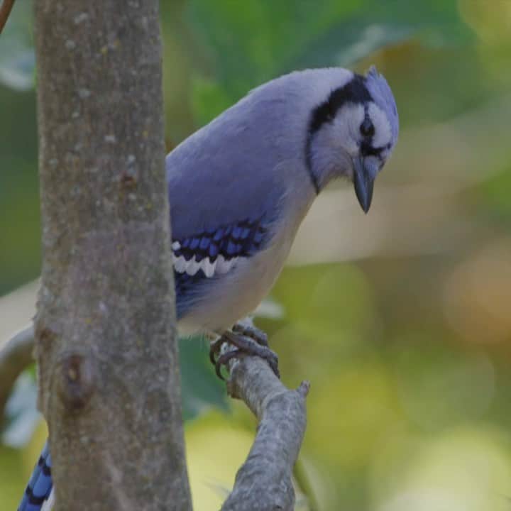 Tim Lamanのインスタグラム：「Here is a little blue jay footage in slow motion from the backyard the other day, as I try out the new V-Raptor camera from @reddigitalcinema.  Loving the dynamic range from this baby seen in these contrasty shots in the dappled sunlight.   Check out the new initiative Wildlife Society of Filmmakers (follow @wsfilmmakers) supporting creative artists working in the wildlife documentary genre.  #ShotonRED #ShotonRaptor #slowmotion #birds #nuthatch #birdphotography #newengland」