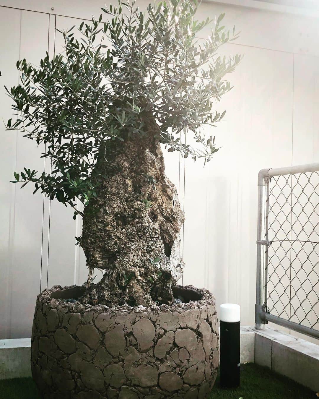 祖父江大輔のインスタグラム：「Welcome 🤝  #olive  #oldolive #古木 #オリーブ #オリーブ古木 @narushuu  @domani_japan」