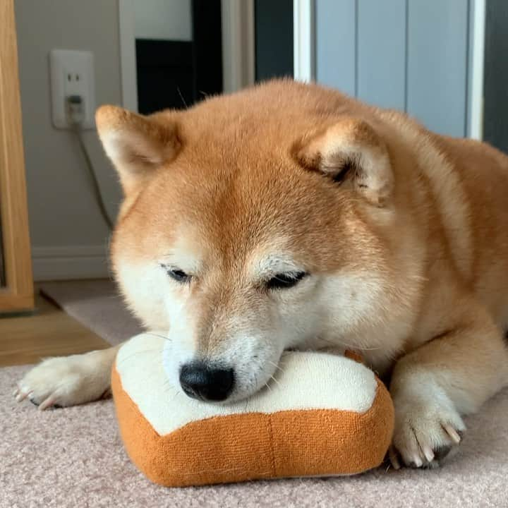 豆柴つむじくんのインスタグラム：「パンハムハム #豆柴 #柴犬 #시바견 #shiba #shibainu #shibastagram #shibalove #shibadog #つむじ #ここ柴部 #プピプピ」