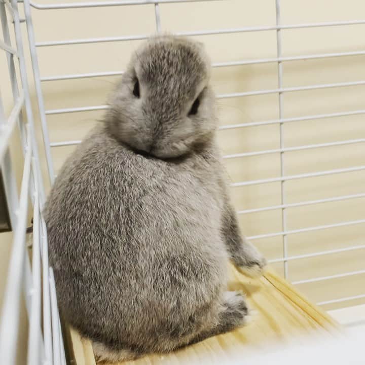 山口尚美のインスタグラム：「ただただ必死に毛繕いするぬくまる🐰 かなり後ろまで首回ると顔が龍みたいになるねえ🐉 #うさぎのぬくまる」