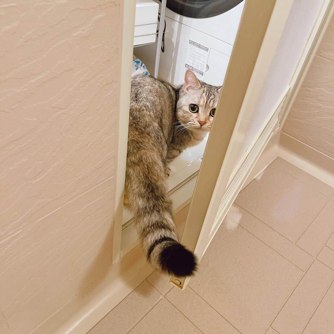 森下千里のインスタグラム：「🐈のリクエストがあったので。  #たまにはブレイク #宮城五区」