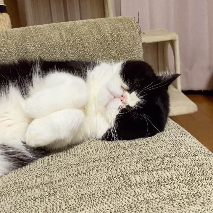 nemuru_catのインスタグラム：「#ルーク  おてて💗  最近また足ツボを始めたんですけど ツボを押したあとに飲む白湯が苦手。 白湯が苦手で続かない～😅 * #ねこ部#cat#cats#neko#猫#catsofinstagram#bestmeow#catlover#ふわもこ部#エキゾチックショートヘア#exoticshorthair#はちわれオッドアイ」