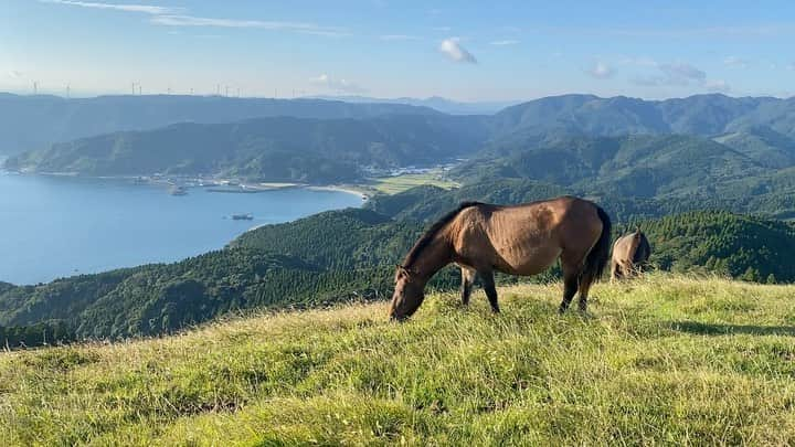 中島遥のインスタグラム：「最近行った宮崎県の旅🚗💨 ここは絶対に行きたい！と思った#都井岬　🙈 野生の馬が居るんだよ🐴 普通に岬に登る道路にもいたりしてびっくりした😆  丘の上にも居て、癒されました🐴✨  そしてそこから見る景色も最高だった☀️  #旅行#travel#宮崎県#絶景#馬#お出かけ #撮影#portrait#ファインダー越しの私の世界#東京カメラ部#カメラ#一眼レフ#フォロー#カメラ女子#自然#follow#japan#japanesegirl #いいね#コメント#ありがとうございます」