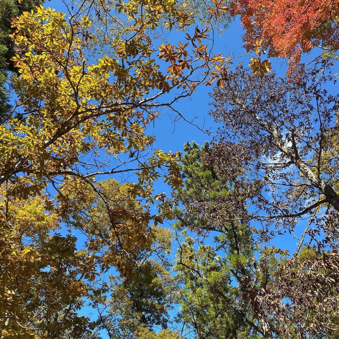 宮田聡子さんのインスタグラム写真 - (宮田聡子Instagram)「ar 発売中です🥺✨ 寒い〜！！最高〜！！ こないだ山に出かけたんだけど、少し紅葉してて綺麗だったよ！！🍁 いっぱい自然な空気吸って伸び伸びできて幸せでした。 リフレッシュできたのでまた頑張ります！！！」11月2日 23時38分 - miyatasatoko