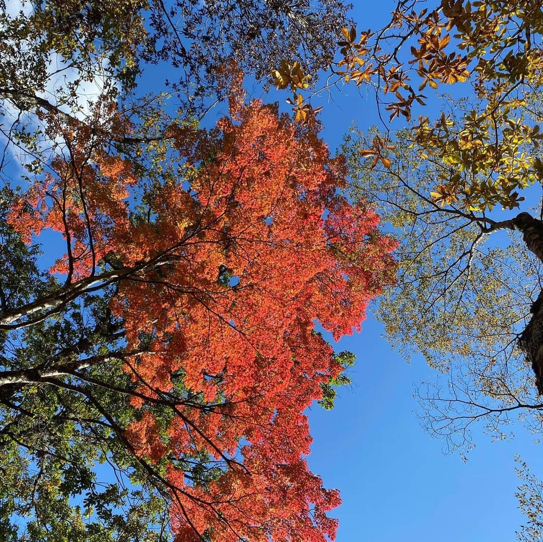 宮田聡子さんのインスタグラム写真 - (宮田聡子Instagram)「ar 発売中です🥺✨ 寒い〜！！最高〜！！ こないだ山に出かけたんだけど、少し紅葉してて綺麗だったよ！！🍁 いっぱい自然な空気吸って伸び伸びできて幸せでした。 リフレッシュできたのでまた頑張ります！！！」11月2日 23時38分 - miyatasatoko