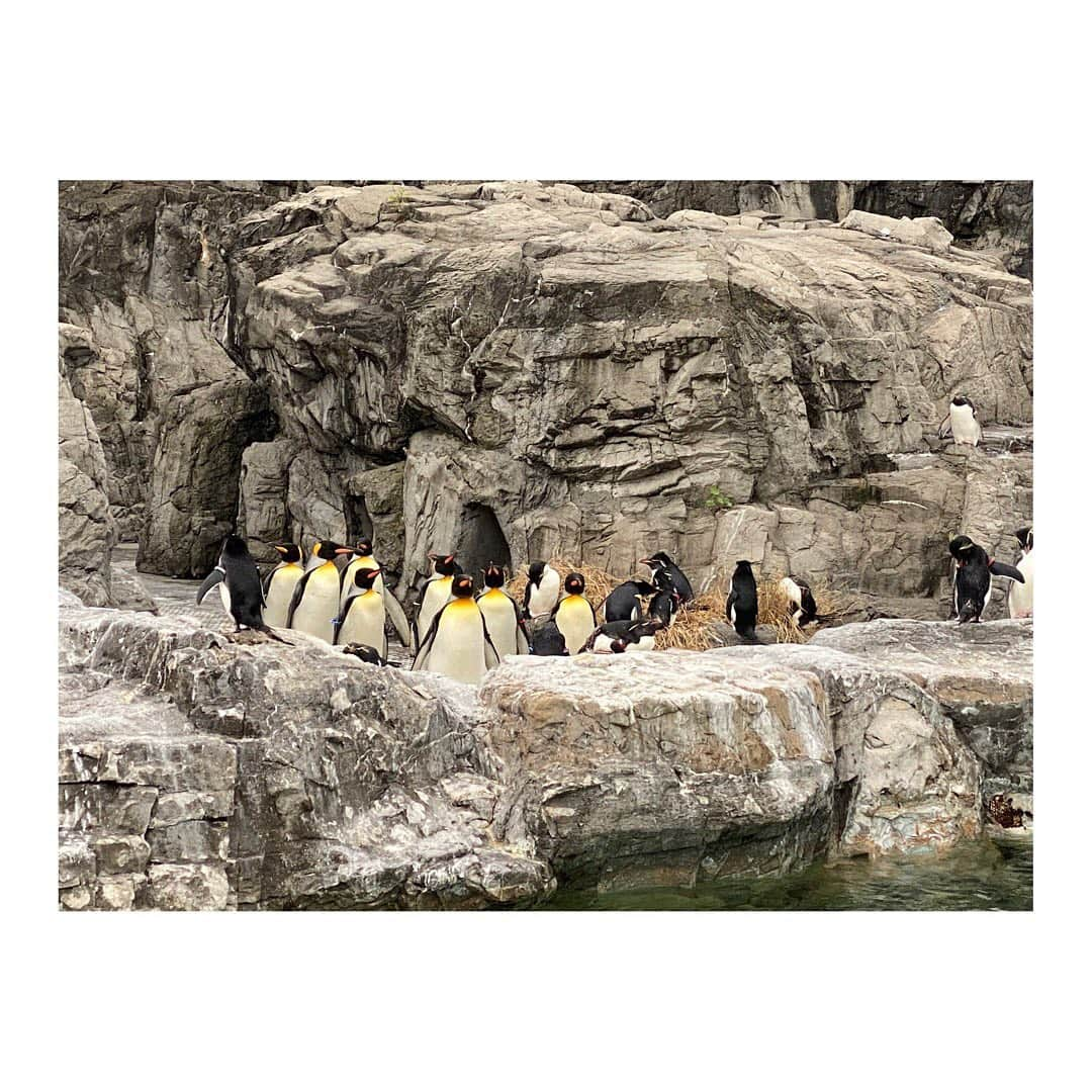 實石あづささんのインスタグラム写真 - (實石あづさInstagram)「. 🐧すき 永遠に見てられる🥺 . #🐧 #penguin #ペンギン🐧  #ペンギン好き #癒し　 #葛西臨海水族園 #水族館  #つまり #ちょっとお疲れ  #そんな日もあるある  #フリーアナウンサー #スピーチトレーナー #實石あづさ」11月2日 23時55分 - azusa_jitsuishi