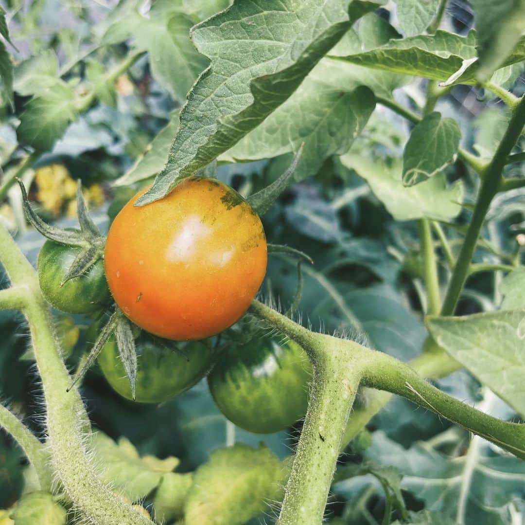 吉川ひなのさんのインスタグラム写真 - (吉川ひなのInstagram)「お庭で育ててるトマト🍅  2枚目は、お庭で育ててるよもぎ♡  よもぎは、いろーーーんなことに活用できると思うけど😍💕 ヨモギ蒸しとかお灸とかヨモギ風呂にヨモギ茶。。✨✨✨ あ！にわとりさんの、パラサイトクレンズにも♡  多岐にわたるよもぎの魅力、なにかおすすめの活用法があったら教えてください😊♥️」11月3日 7時06分 - hinanoyoshikawa