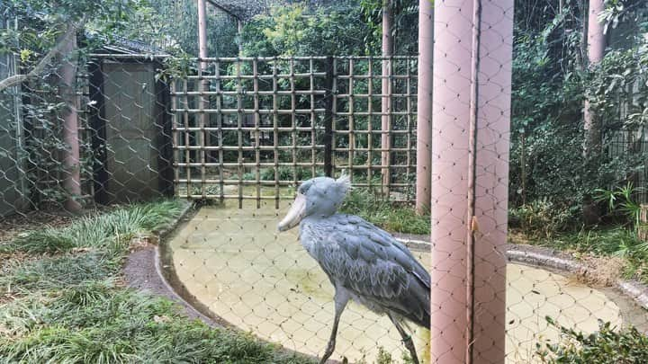 佐々木海のインスタグラム：「めっちゃ動くやん。 #ハシビロコウ #上野動物園」