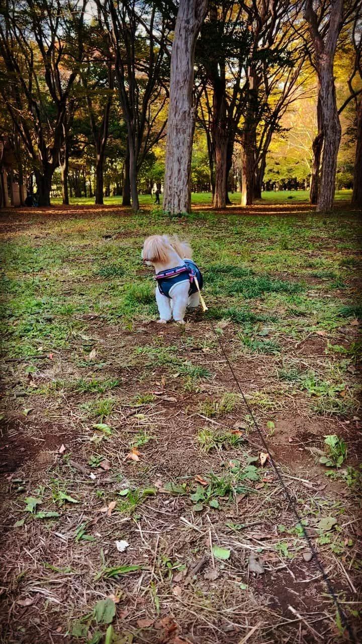 倉田雅世のインスタグラム：「今日もお疲れ様でした。 ただ、呼ばれたわんこがやってくるだけの動画ですが、ほっこりしてもらえたら幸いです。 #いぬのいる暮らし」