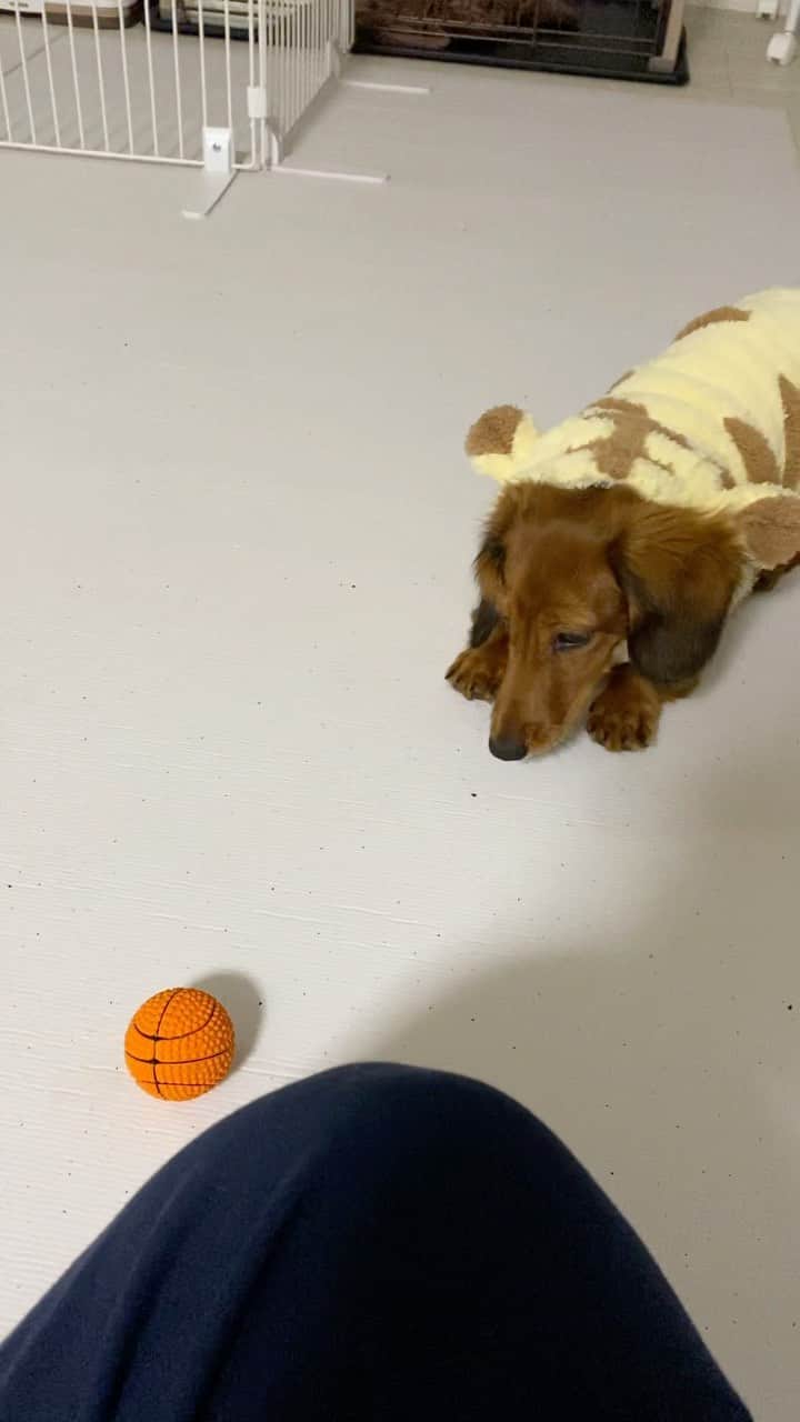 多嶋朝飛のインスタグラム：「めいちゃんバスケ始めました🐶🏀 そして犬からトラになりました🐶🐯 今はボールをどこに隠そうか必死にいろんな場所掘ってます🐶 かわいーね🐾  #多嶋めい #トラめい」