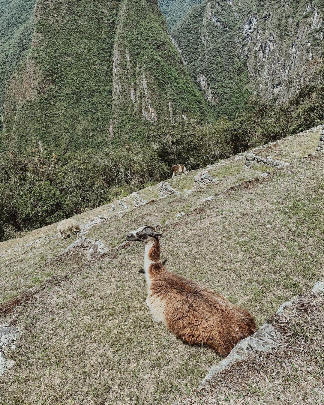 Weronika Bielikさんのインスタグラム写真 - (Weronika BielikInstagram)「I wished to write a good chapter in autumn and it definitely came true 🙏 took that 🍑 to watch one of the World’s Wonder and I wondered how is it even real 😅 they limited amount of tourists from 9000 to 3000 so that’s why Machu Picchu looks this empty. I also made a mistake in my Insta stories saying that it’s located higher than Cuzco - it’s actually much lower so there is a very smaller risk of getting an altitude sickness. None of us experienced that. Although these views would still be worth it.」11月3日 19時56分 - veronicabielik