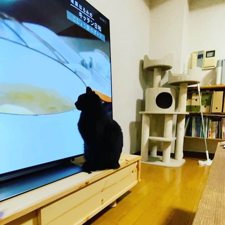 nemuru_catのインスタグラム：「#ベム  近いのよ… もうなんも見えないでしょってくらい 近いのよ… * #ねこ部#cat#cats#neko#猫#catsofinstagram#bestmeow#catlover#ふわもこ部#黒猫」