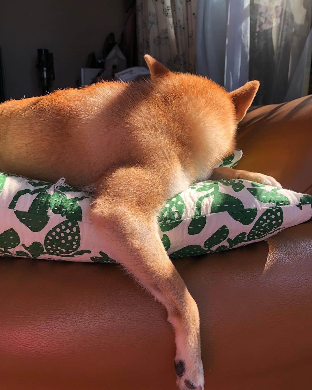 西山喜久恵さんのインスタグラム写真 - (西山喜久恵Instagram)「🐕 シャンプー日和。 シャンプー後、ハルは日向ぼっこ。 疲れ切って熟睡してます😴 私まで眠くなってしまいました。  #豆柴ハル  #シャンプー日和 #日向ぼっこ #ぐっすり #シャンプー後の毛並み #ふわふわ #こすずっこ」11月3日 13時20分 - kikue_nishiyama