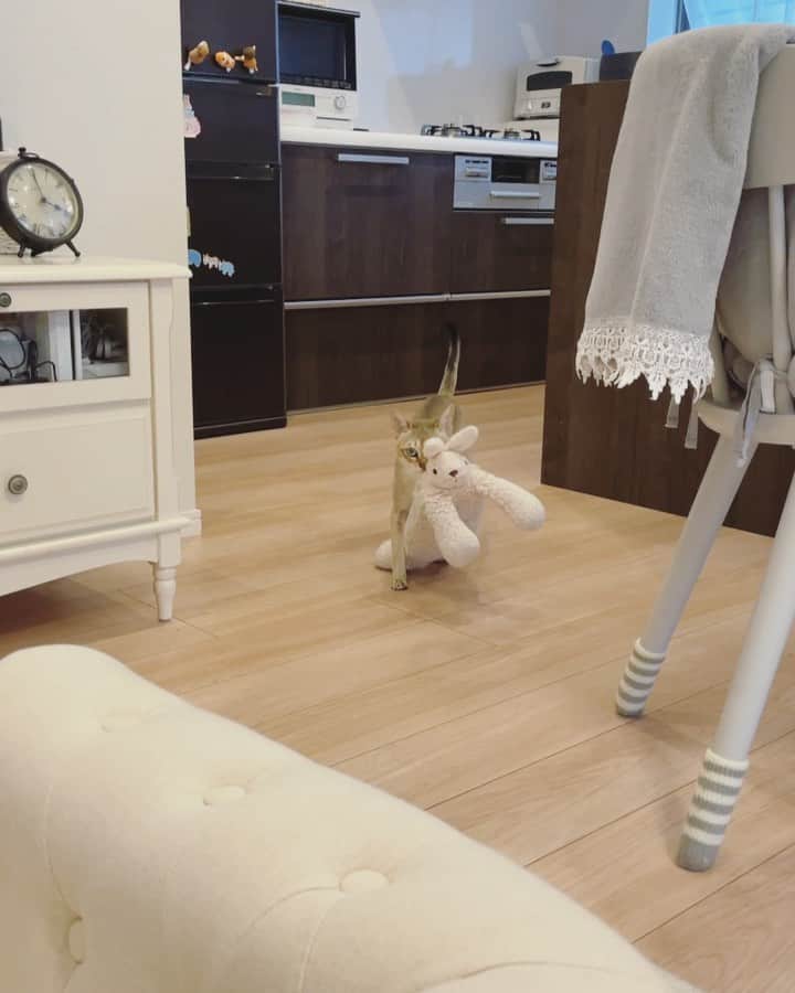 モルト♡Malt(Singapuracat)のインスタグラム：「てちてちてちてち…🐇🐾🎵 * ジャンプ！！」