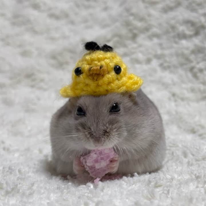 hamster_mocoのインスタグラム