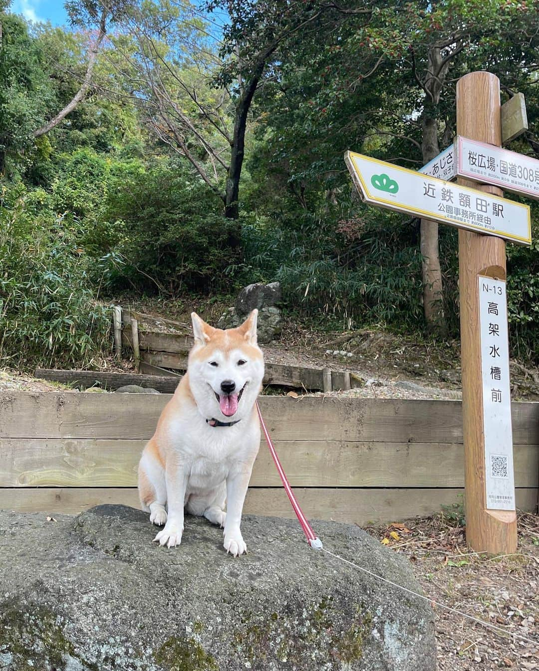 こなつさんのインスタグラム写真 - (こなつInstagram)「お天気良かったのでドライブしてきました。 以前住んでいた所の近くの公園まで。  こなつは、ここに住んでいた時に迎えました。 毎日のお散歩はこの公園でした。 お山に向かうので、上り坂。 毎日のお散歩なので、筋肉モリモリの体になりました。 ４歳くらいまで。 そのあと引っ越したのでお山のお散歩とはお別れでした。  ここに来ると表情が変わるのがわかります。 去年は出掛けられなかったので、久しぶりの訪れでした。 こなつも、自分が育ってきた場所をしっかり覚えているようです。 坂道を歩くのはしんどいだろうに、とても楽しそうに見えました。  また行こうね😊  The weather was beautiful today so we went for a drive to the park near where we used to live.  Konatsu would come here when we lived in this area. Because it’s in the direction of the mountains, it’s an uphill walk. At that time, we put in a bit of muscle as we would walk here every day. We did this until Konatsu was four years old. After we moved, our days of trekking up the mountain were over.   We couldn’t go out much last year, so it’s been a while for us to visit. Konatsu was raised here and she still remembers it well. It’s hard for Konatsu to walk up the hill, but she looked like she enjoyed it.   I hope we can visit again!」11月3日 18時33分 - makonatu