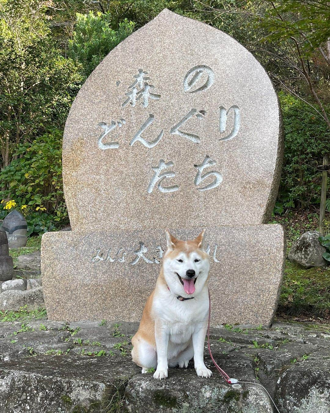 こなつさんのインスタグラム写真 - (こなつInstagram)「お天気良かったのでドライブしてきました。 以前住んでいた所の近くの公園まで。  こなつは、ここに住んでいた時に迎えました。 毎日のお散歩はこの公園でした。 お山に向かうので、上り坂。 毎日のお散歩なので、筋肉モリモリの体になりました。 ４歳くらいまで。 そのあと引っ越したのでお山のお散歩とはお別れでした。  ここに来ると表情が変わるのがわかります。 去年は出掛けられなかったので、久しぶりの訪れでした。 こなつも、自分が育ってきた場所をしっかり覚えているようです。 坂道を歩くのはしんどいだろうに、とても楽しそうに見えました。  また行こうね😊  The weather was beautiful today so we went for a drive to the park near where we used to live.  Konatsu would come here when we lived in this area. Because it’s in the direction of the mountains, it’s an uphill walk. At that time, we put in a bit of muscle as we would walk here every day. We did this until Konatsu was four years old. After we moved, our days of trekking up the mountain were over.   We couldn’t go out much last year, so it’s been a while for us to visit. Konatsu was raised here and she still remembers it well. It’s hard for Konatsu to walk up the hill, but she looked like she enjoyed it.   I hope we can visit again!」11月3日 18時33分 - makonatu