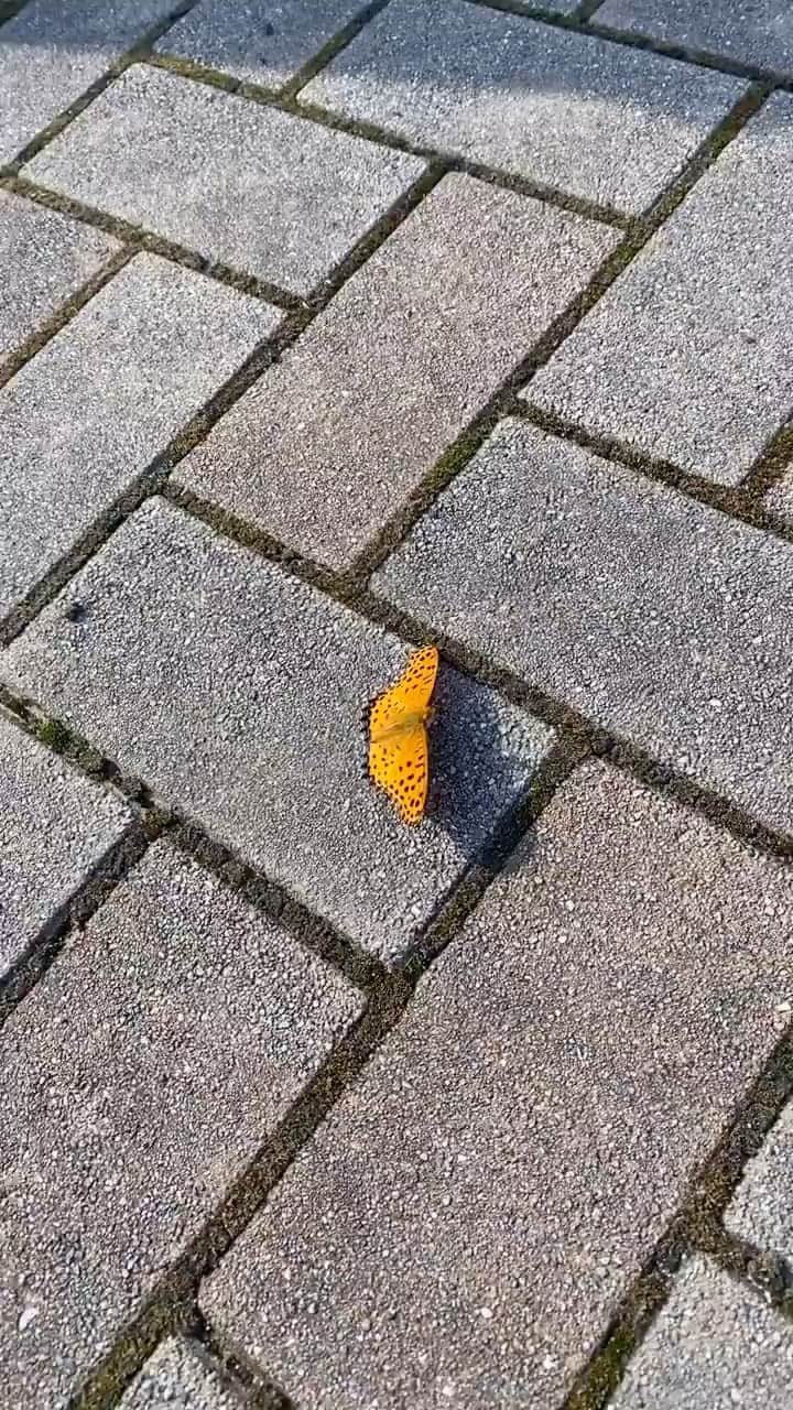 川合ルイのインスタグラム：「🦋」