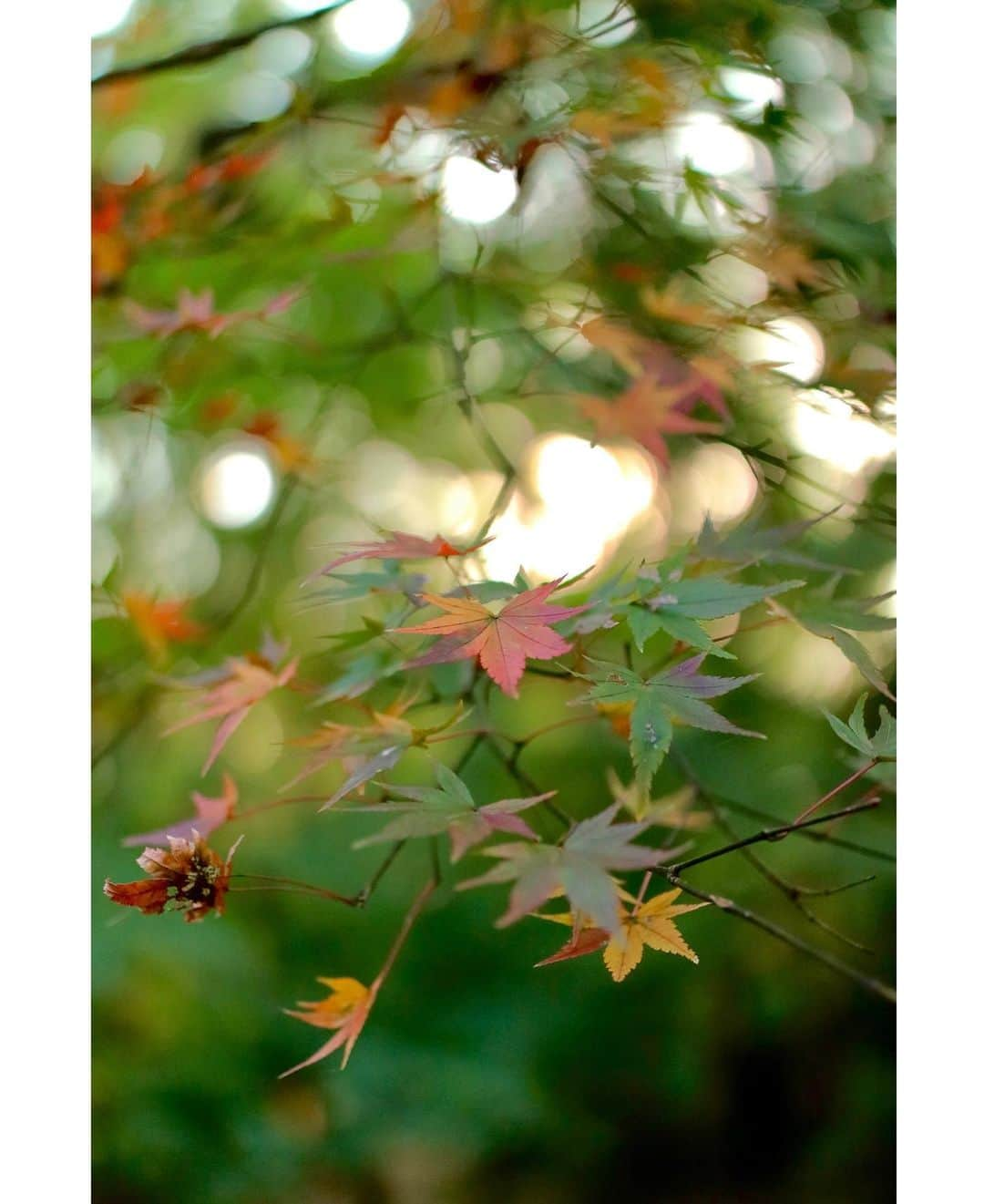 斎藤ちはるさんのインスタグラム写真 - (斎藤ちはるInstagram)「紅葉もそろそろ終わりなのかな…🍁 . でもこの日はまだ緑が多いですね😌 . . #木漏れ日 が #お気に入り #ぼかし #強め #chihashot . . #斎藤ちはる#テレビ朝日アナウンサー#テレビ朝日#テレ朝#アナウンサー#趣味#カメラ#カメラ好き#ミラーレス#ミラーレス一眼#ミラーレスカメラ#一眼レフ#一眼#紅葉#もみじ#紅葉狩り#秋#終わり#季節の移ろい#📸」12月2日 19時46分 - chiharu_saito_ex