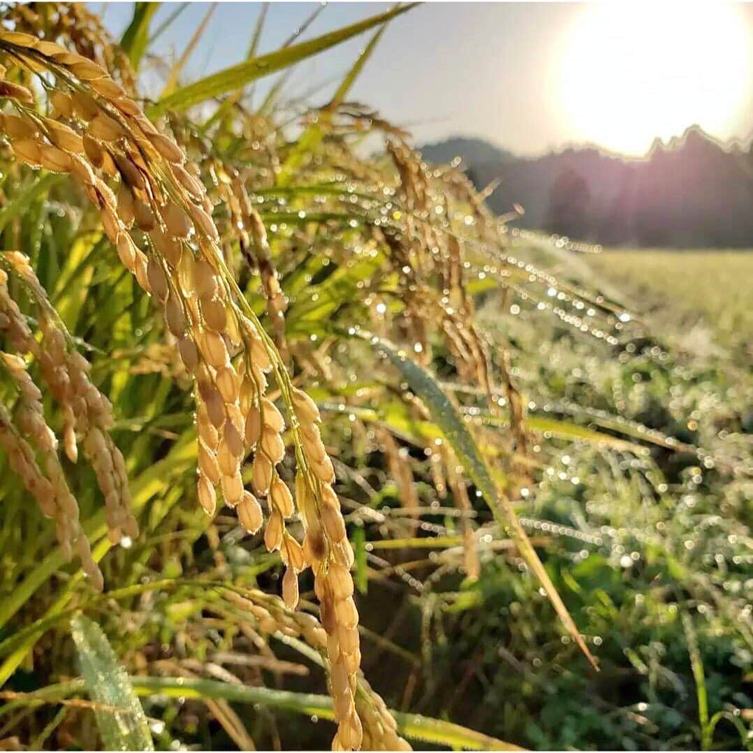 伴都美子さんのインスタグラム写真 - (伴都美子Instagram)「✔️ ⁡ ダイハツJms東バイパス店 グランドオープンイベントに参加させていただきます！ ⁡ そしてこの度 僭越ながらおむすび監修に初めてチャレンジ致します。 山都町の伝統的な掛け干し米を使ったこだわりのおむすびを、この機会にぜひ御賞味ください。 12/5(日)午前10時より数量限定販売です。 ⁡ 皆様のお越しを心よりお待ちしております！ ⁡ ⁡ ⁡ #🌾  #🍙  #新米  #熊本 #山都町  #応援大使  #おむすび  #ユナイテッドトヨタ熊本  @daihatsu.jms.utk  @kyushu.mannaka.yasai」12月2日 20時31分 - van._doasinfinity