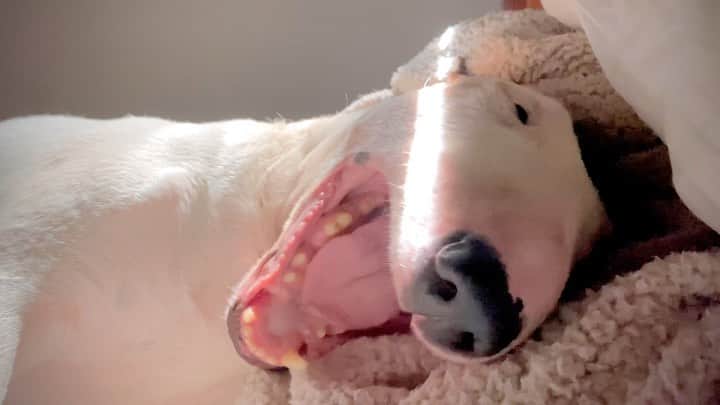 ラファエルのインスタグラム：「how do you name in your country when your dog hits you in the face and grumbles to get your attention?」