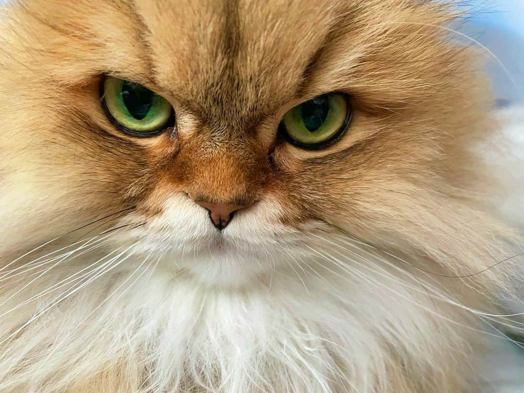 にこのインスタグラム：「Angry Niko😡  たまにこの顔  深い意味はないと信じたい  今回のyouTubeは  ｢ Leoの大冒険 ｣  ひさびさのLeoちゃんもみてね  #cat #persian  #angry #猫 #先住猫 #ペルシャ猫 #チンチラゴールデン #怒 #新入り猫 #ミヌエット #多頭飼い」