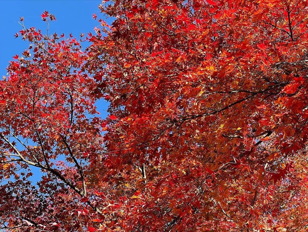 山田佳子さんのインスタグラム写真 - (山田佳子Instagram)「紅葉が見頃でキレイ…🍁🍁🍁 ⁡ #紅葉 #見頃 #美しい #大自然 #癒される景色  #秋 #勝尾寺 #箕面 #休日 ⁡」11月28日 19時43分 - yoshiko117