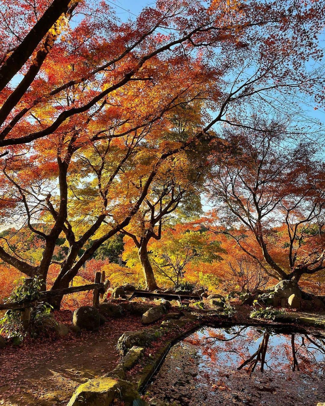 藩彩華のインスタグラム：「雲仙市の「三十路苑(みそじえん)」に紅葉を見に行きました🍁  見渡す限り紅葉で、壮大なスケールに驚きました😂 家族連れが多く、子供たちは落ち葉をいっぱい抱えて、ライブで放たれる金テープのように空に放ち、ヒラヒラさせて遊んでいるのを見てほっこりしました～！ その落ち葉が子供の髪や服に付いているのも何だか微笑ましかったです☺  忙しい日々の中で、ゆったりと過ごす時間は本当に心を豊かにしてくれます。コロナ禍で荒んだ気持ちになりやすいからこそ、自然に触れる大切さを改めて感じました😌  公開期間は12/5頃までみたいですよ！ 皆さんも是非✨✨」