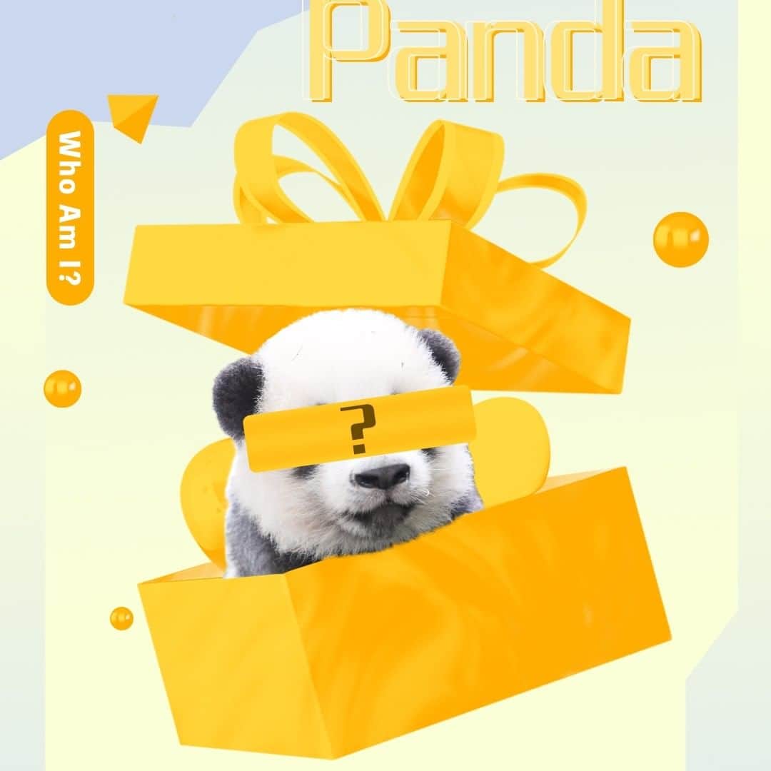 iPandaさんのインスタグラム写真 - (iPandaInstagram)「Who Am I? Take a guess of candidate No. 1 of our online event Beloved Panda! Hint: I had grey hair when I was a baby.  🐼 🐼 🐼 #Panda #iPanda #Cute #BelovedPanda #PandaPic」11月29日 11時00分 - ipandachannel