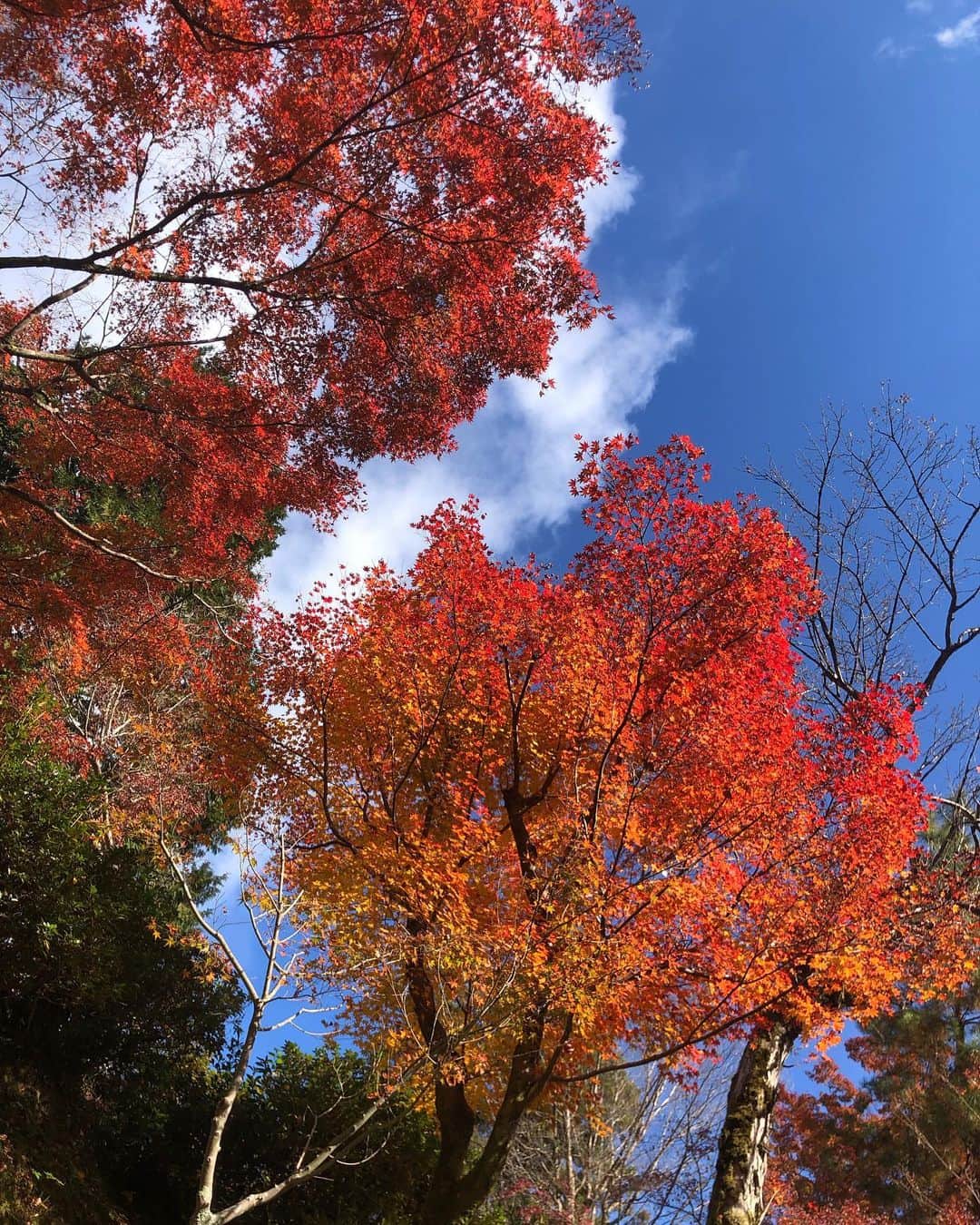 立石晴香さんのインスタグラム写真 - (立石晴香Instagram)「先日のとっても幸せな一日☺️ 紅葉を見に行ったのは人生で初めてな気がします🍁  季節ごとにこんなにもいろんな表情を見せて癒やしてくれる自然をとってもありがたく感じました☺️  この日はとっても寒かった！珍しく帽子😳 11月あとすこしがんばりましょうね！✨ 今日もいい1日になりますように！😊  ※お写真の際マスクを外させていただきました。  #手洗いうがい してね^ ^」11月29日 10時06分 - haruka_tateishi
