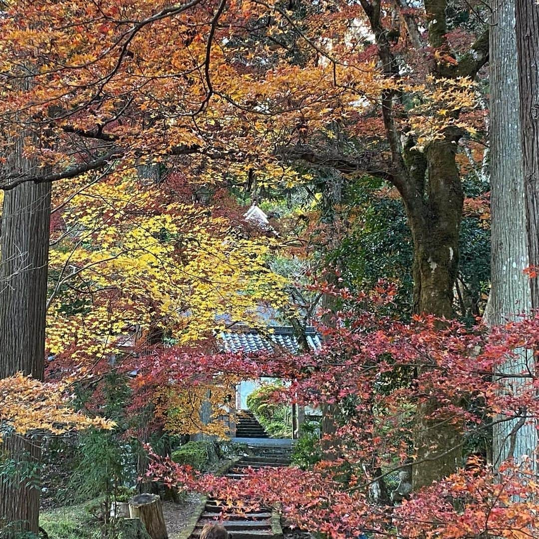 Atsukoのインスタグラム：「＊ 変わらない場所 変わってほしくない場所 ・ ・ 撮り始めた頃から紅葉の季節には必ず訪れます。 ここ数年は訪れる人の多さが変わったため、和傘を持ちだす機会はなくなりましたが、ここの紅葉はやはり外せません🍁 ・ ・ ＊ #kyoto #japan #京都 #日本」